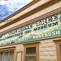 Rose Tree Museum
